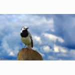 Bachstelze original DSC06306.jpg